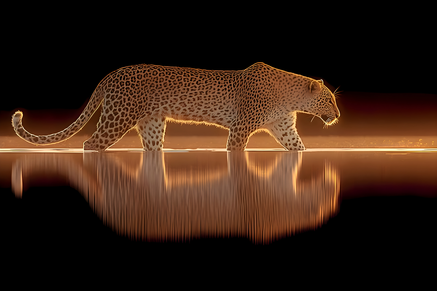 Nocturnal Grace – Cheetah Reflection Print  Print