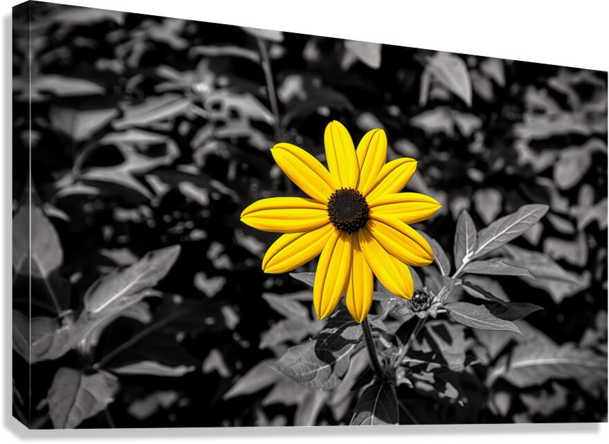 Golden Defiance – Yellow Flower in Monochrome Field Print Canvas Print