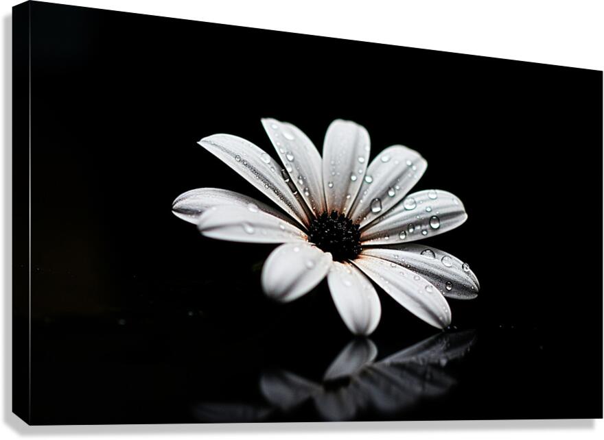 Whisper Bloom – Minimalist Daisy on Black Print Canvas Print