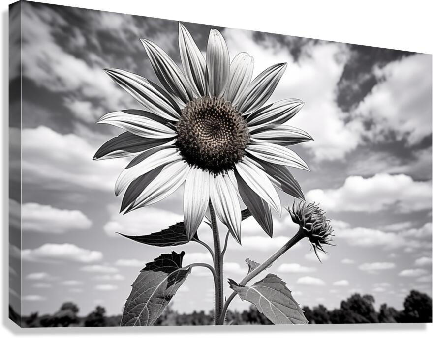 Skyward – Monochrome Sunflower Landscape Print Canvas Print