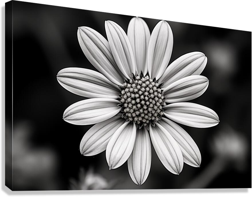 Fields of Memory – Black and White Sunflower Portrait Canvas Print