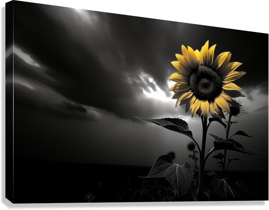 Hope in Bloom – Selective Color Sunflower Print Canvas Print