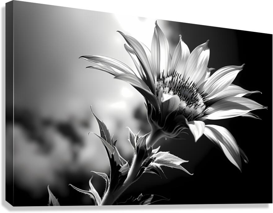 Sunflower Monochrome – Black & White Botanical Study Canvas Print
