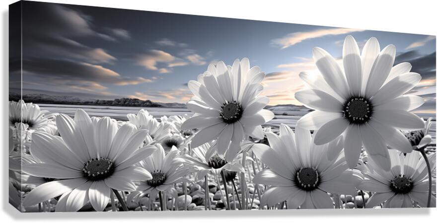 Silent Harmony – Black & White Garden Daisy Art Print Canvas Print