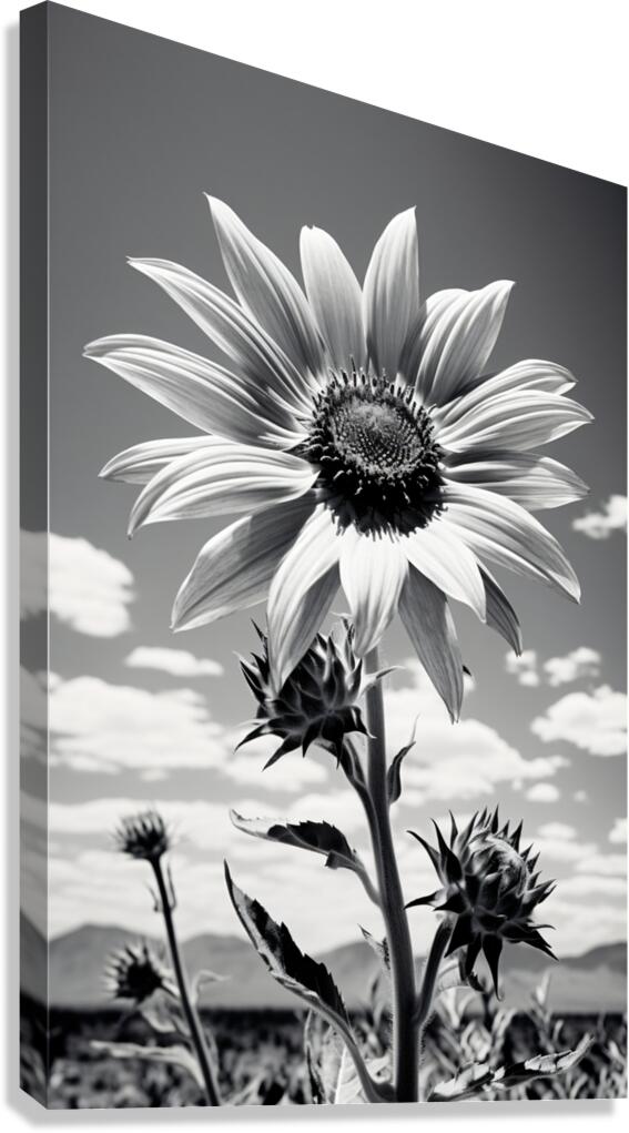 Vitamin D - Black & White Sunflower Art Print Canvas Print