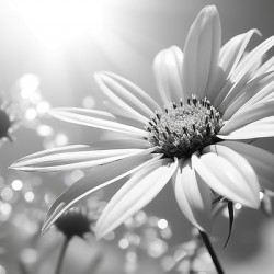 Resplendent – Luminous Daisy Monochrome Art Print