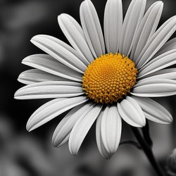 Serendipitous – Dew-Kissed Daisy Monochrome Art Print