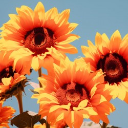 Golden Giants - Sunflower Portrait Art Prints