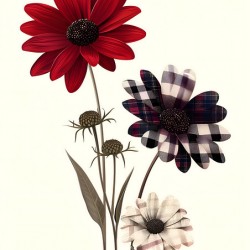 Plaid Botanica 30 - Contemporary Floral Art Prints