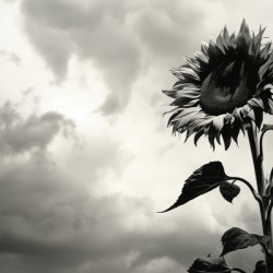 Stormwatch – Sunflower Under Clouded Sky Print