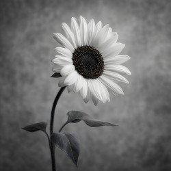 Sunflower Selfie 18 - Sunflower Portrait Art Prints