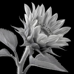 Sunflower Selfie 14 - Sunflower Portrait Art Prints