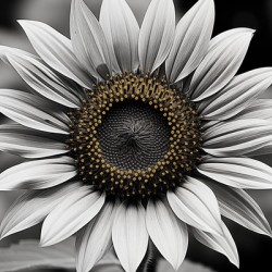 Flawless – Black & White Sunflower Art Print