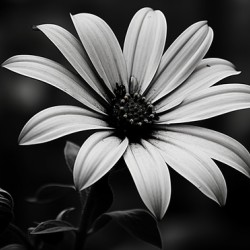 Twilight Petals – Black and White Floral Portrait