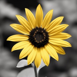 Golden Solitude – Single Yellow Daisy Print