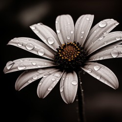 After the Rain – Dew-Kissed Daisy in Monochrome
