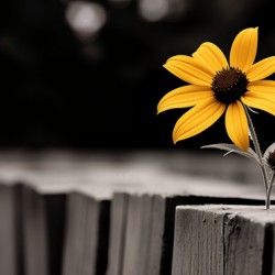 Defiant Bloom – Yellow Flower on Fence Print
