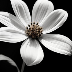 Eclipse Petal – Black and White Macro Flower Print