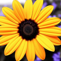 Golden Spirit – Yellow Bloom with Violet Shadows