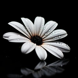 Whisper Bloom – Minimalist Daisy on Black Print