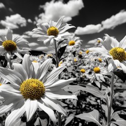 Whispers of Light – Monochrome Daisy Field Print