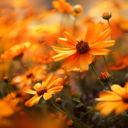 Honeyfield Glow – Warm Sunflower Bokeh Print