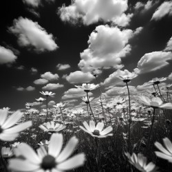 Whispers of the Sky – Monochrome Daisy Field Print