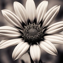 Blind Eyed – Monochrome Daisy Macro Art Print