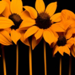 Field of Fire – Vibrant Sunflower Panorama Print