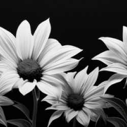 Eternal Bloom – Monochrome Sunflower Field Print