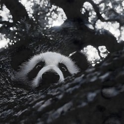 Peek-A-Boo – Panda Portrait Print