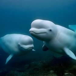 Blue Silence – Belugas in Still Water Print