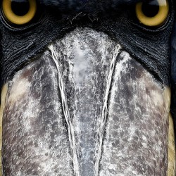 Prehistoric Stare – Present Day Shoebill Print