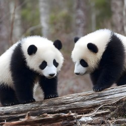 Panda Kin - Wildlife Companions Print
