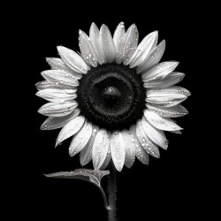 Sunflower Selfie 22 - Sunflower Portrait Art Prints