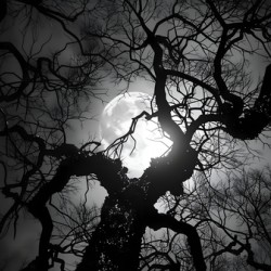 Midnight - Nocturne Landscape Art Prints