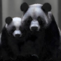 Stealth Mode - Bear Portrait Art Prints