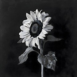 Sunflower Selfie 2 - Sunflower Portrait Art Prints