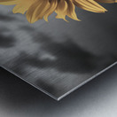 Helianthus Paradoxus - Sunflower Portrait Art Prints Metal print