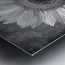 Sunflower Selfie 17 - Sunflower Portrait Art Prints Metal print