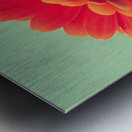 Sunlit Gerberas – Modern Botanical Art Print Metal print