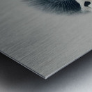 Curious Penguin – Black and White Penguin Portrait Metal print