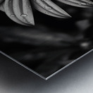 Ashlight Bloom – Monochrome Petal Elegy Print Metal print
