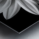 Echo in Silence – Monochrome Bloom Print Metal print