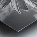 Sky Whisper – Monochrome Daisy Under Clouds Metal print