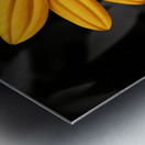 Lone Glow – Yellow Sunflower on Black Print Metal print