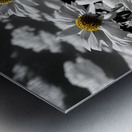 Whispers of Light – Monochrome Daisy Field Print Metal print