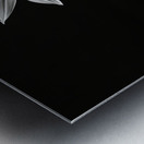 Quiet Majesty – Monochrome Sunflower Study Print Metal print