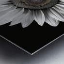 Twin Souls – Monochrome Sunflower Pair Print Metal print