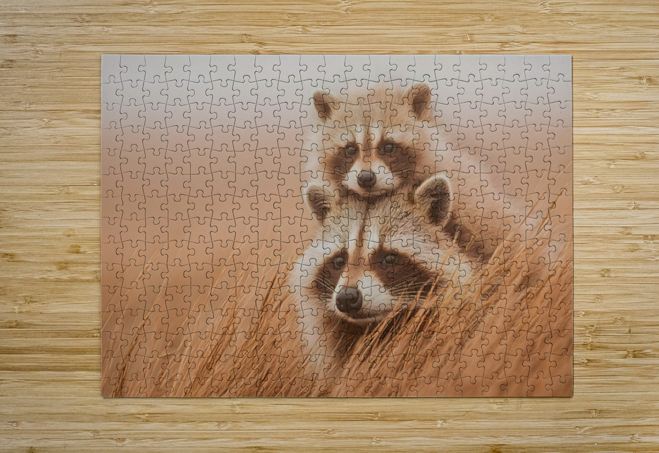 Golden Field – Raccoon Duo Print Savage Art Prints Puzzle printing